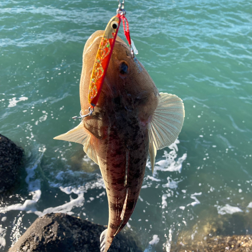 マゴチの釣果