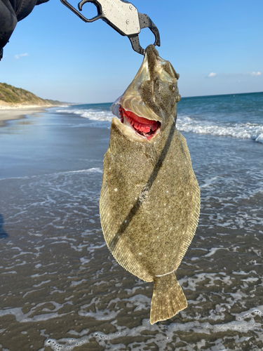 ヒラメの釣果