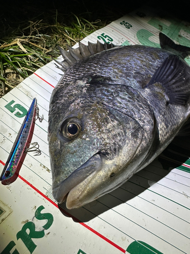 チヌの釣果