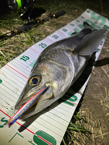 シーバスの釣果