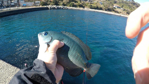 メジナの釣果