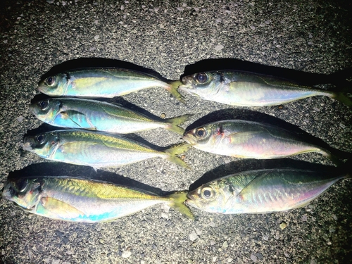 アジの釣果