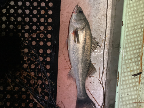 セイゴ（マルスズキ）の釣果