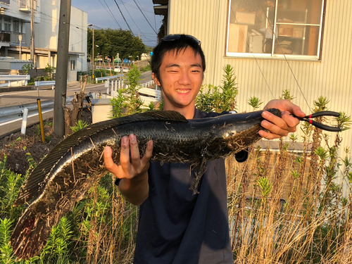 ライギョの釣果