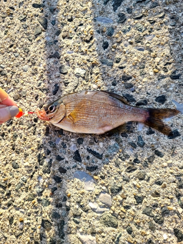 ウミタナゴの釣果