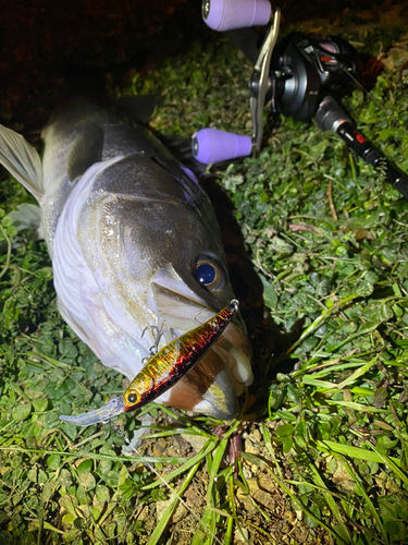 シーバスの釣果