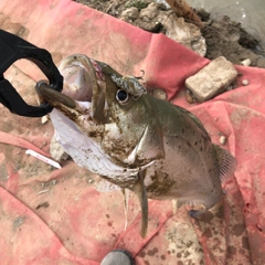 タイリクスズキの釣果