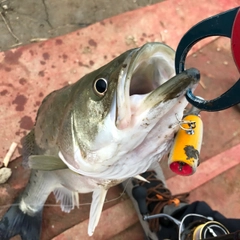 タイリクスズキの釣果