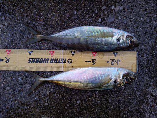 アジの釣果