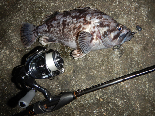 クロソイの釣果