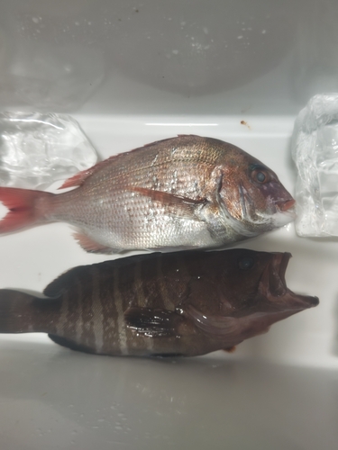 マダイの釣果