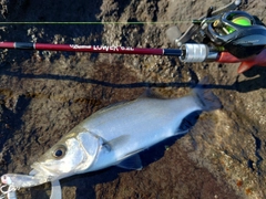 セイゴ（ヒラスズキ）の釣果