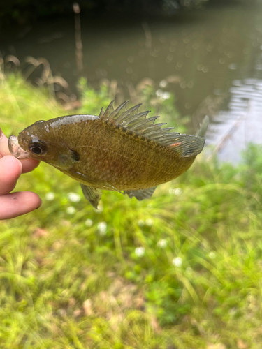 ブルーギルの釣果