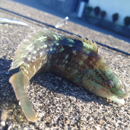 アカササノハベラの釣果