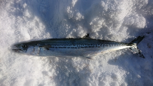 サゴシの釣果