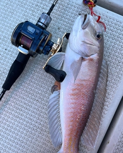 シロアマダイの釣果