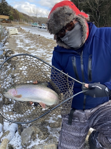 ニジマスの釣果