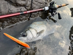 ヒラスズキの釣果