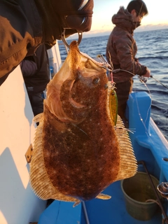 ヒラメの釣果