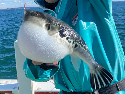 トラフグの釣果