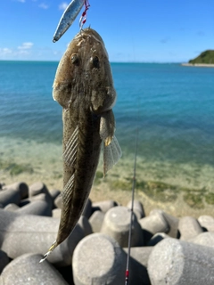 ミナミマゴチの釣果