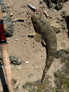 ミナミマゴチの釣果