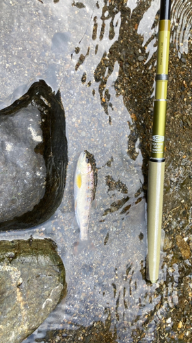 アマゴの釣果