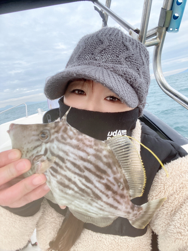 カワハギの釣果