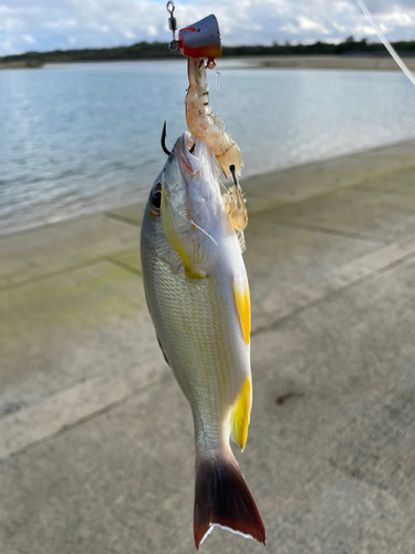 オキフエダイの釣果