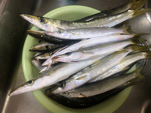 カマスの釣果