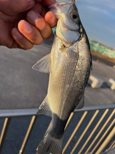 セイゴ（ヒラスズキ）の釣果