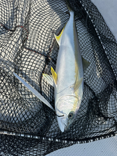 ヒラマサの釣果