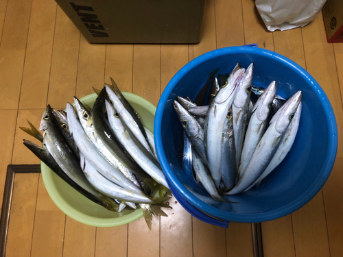 カマスの釣果