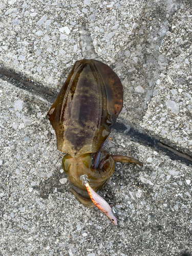 アオリイカの釣果