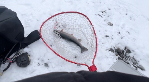 レインボートラウトの釣果