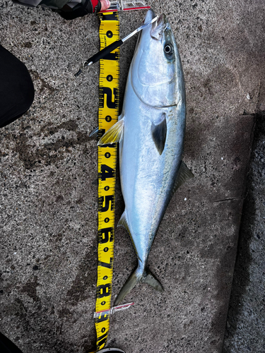 ブリの釣果