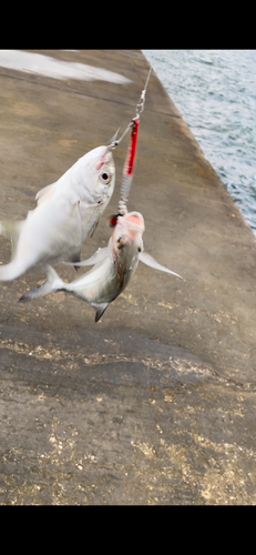 メッキの釣果