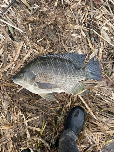 ティラピアの釣果