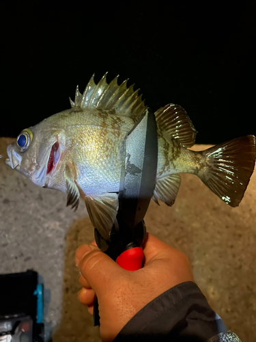 メバルの釣果