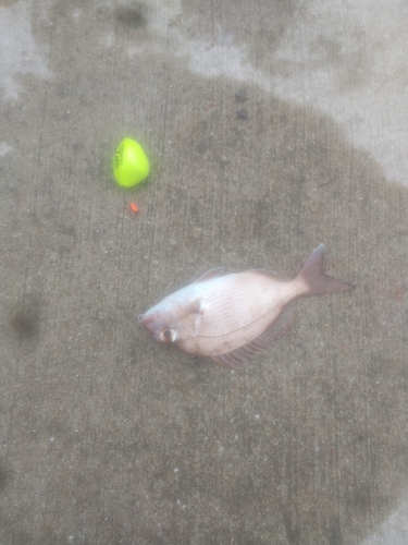 チャリコの釣果