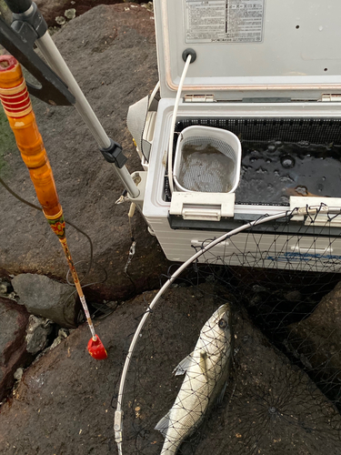 ハネ（マルスズキ）の釣果