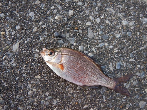 ウミタナゴの釣果