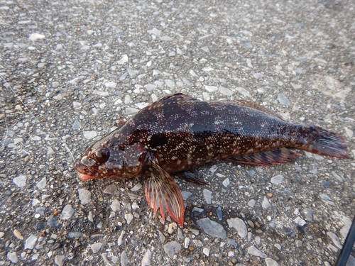 クジメの釣果