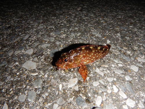 カサゴの釣果