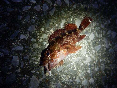 カサゴの釣果