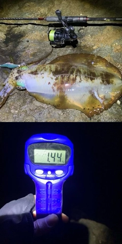 アオリイカの釣果