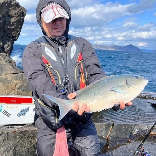 オナガグレの釣果