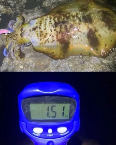 アオリイカの釣果