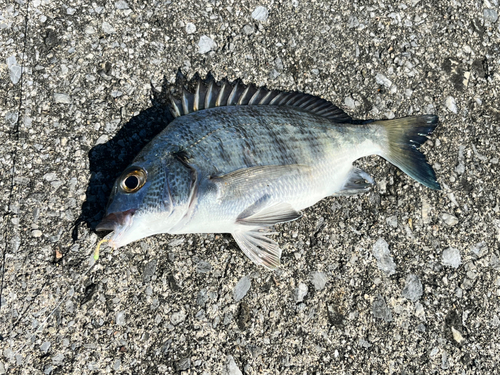 ミナミクロダイの釣果