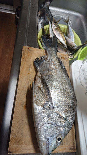 クロダイの釣果